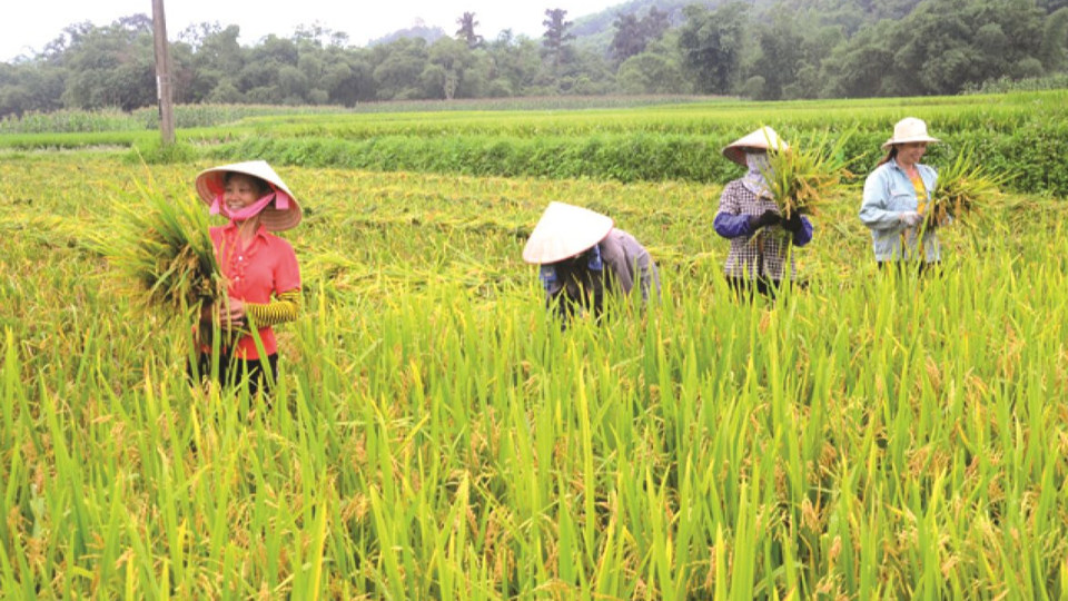 Gi&aacute; l&uacute;a gạo h&ocirc;m nay 1/11: gạo th&agrave;nh phẩm giảm nhẹ 50 đồng/kg. Ảnh minh họa.