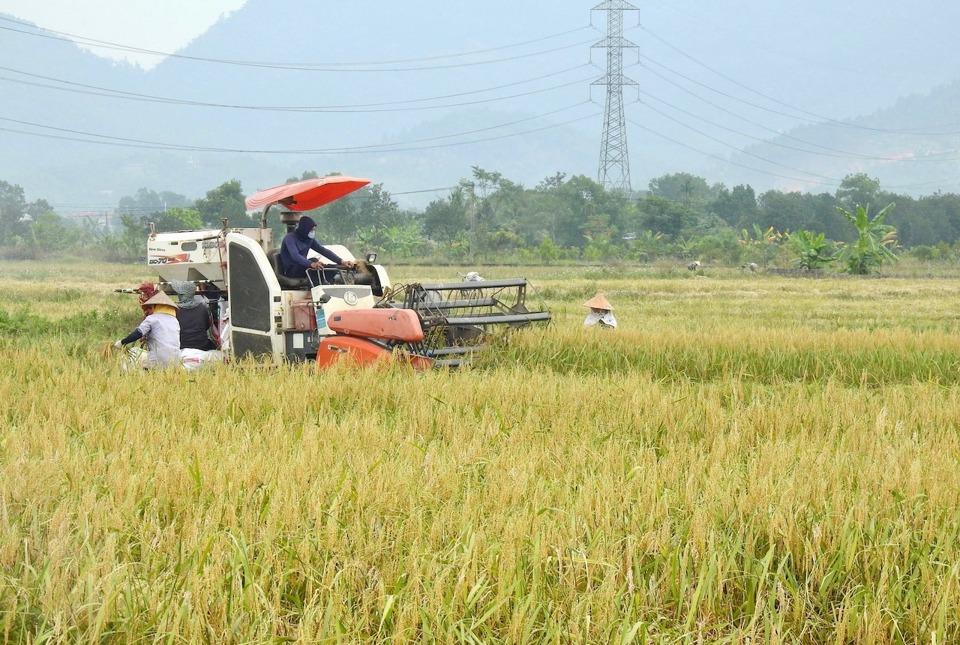 Thu hoạch l&uacute;a nếp c&aacute;i hoa v&agrave;ng tại x&atilde; Minh Tr&iacute; (huyện S&oacute;c Sơn).