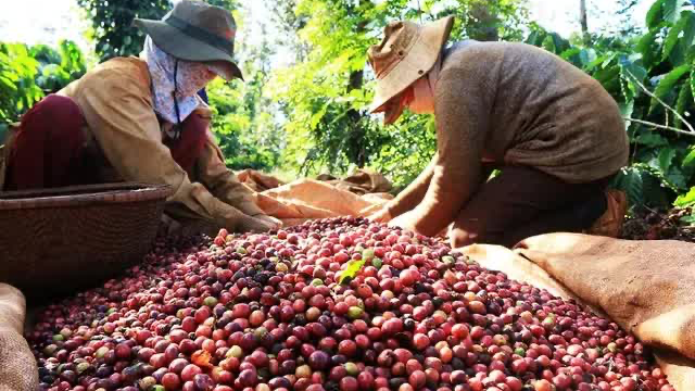 Tin tức kinh tế ng&agrave;y 15/11: xuất khẩu c&agrave; ph&ecirc; &ldquo;thắng lớn&rdquo; về kim ngạch. Ảnh minh hoạ.&nbsp;