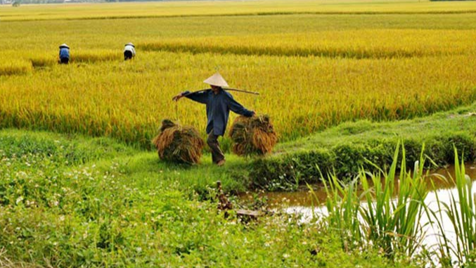 Gi&aacute; l&uacute;a gạo h&ocirc;m nay 20/11: gạo thơm tăng cao. Ảnh minh họa.