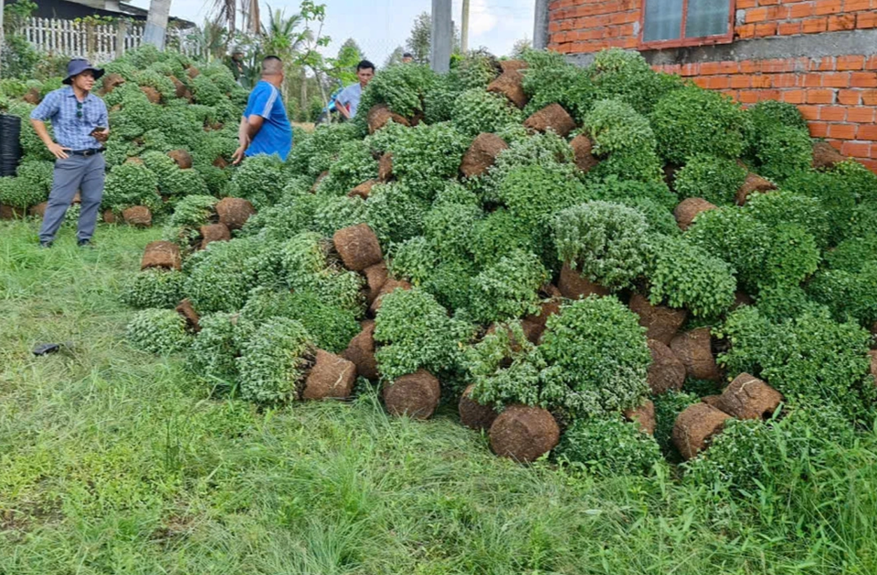 Theo x&aacute;c minh ban đầu, số hoa giống n&agrave;y do một cơ sở tr&ecirc;n địa b&agrave;n x&atilde; nhập về, chu kỳ sinh trưởng c&oacute; thể chậm hơn c&aacute;c loại hoa truyền thống. Ảnh CTV