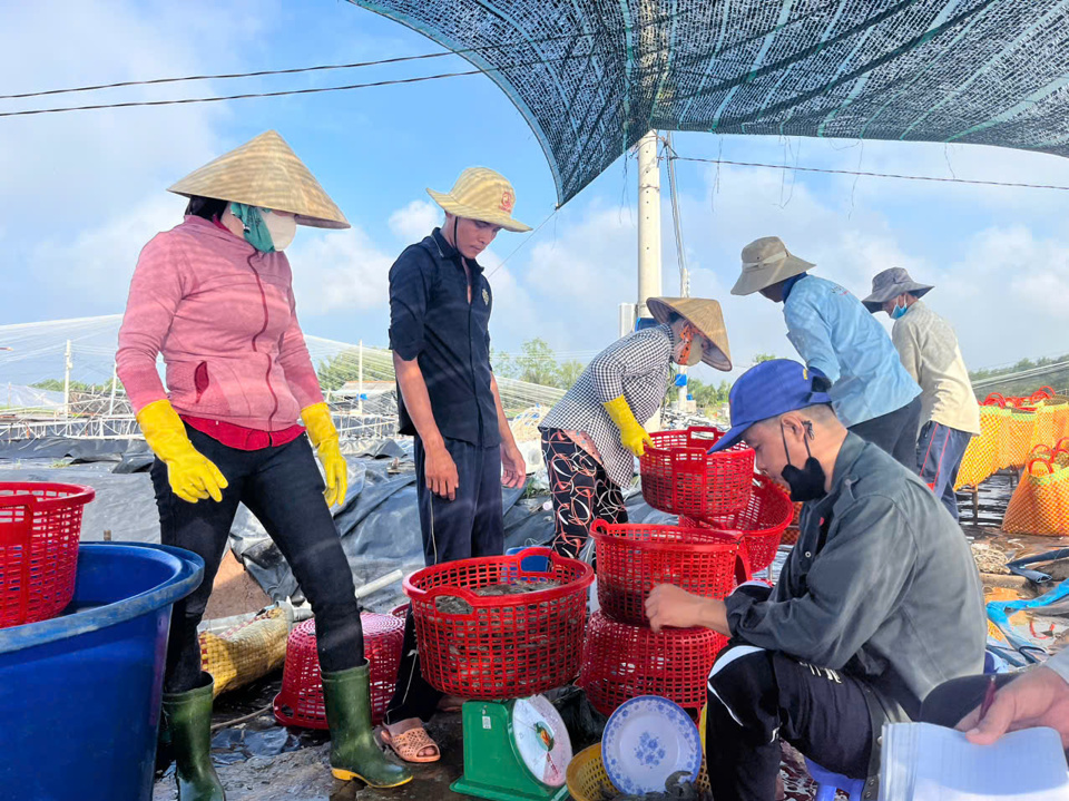 &Ocirc;ng Nhủ&nbsp;hiện đang đầu tư m&ocirc; h&igrave;nh nu&ocirc;i t&ocirc;m c&ocirc;ng nghệ cao với diện t&iacute;ch 18ha, năng suất sản lượng 400 tấn t&ocirc;m/năm. Ảnh NVCC