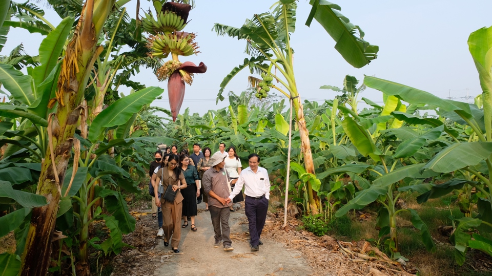 Ngo&agrave;i bưởi, chuối cũng l&agrave; tr&aacute;i c&acirc;y chủ lực của huyện Ph&uacute;c Thọ. To&agrave;n huyện hiện c&oacute; 195ha chuối, chủ yếu tập trung tại c&aacute;c x&atilde;: V&acirc;n Nam, Xu&acirc;n Đ&igrave;nh, V&acirc;n Ph&uacute;c, H&aacute;t M&ocirc;n&hellip; Cuối năm 2016, &ldquo;Chuối V&acirc;n Nam&rdquo; đ&atilde; được Cục Sở hữu tr&iacute; tuệ cấp giấy chứng nhận nh&atilde;n hiệu.