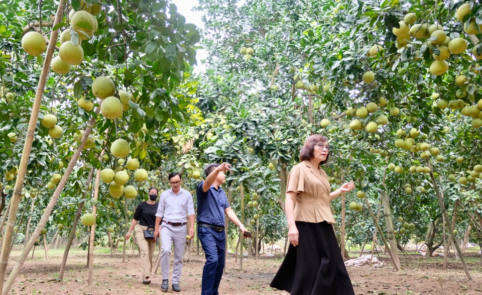 Tr&ecirc;n địa b&agrave;n huyện Ph&uacute;c Thọ hiện c&oacute; 756ha bưởi, tập trung tại c&aacute;c x&atilde;: V&acirc;n H&agrave;, V&acirc;n Nam, V&acirc;n Ph&uacute;c, Hiệp Thuận, Li&ecirc;n Hiệp, Trạch Mỹ Lộc&hellip; Năm 2015, huyện Ph&uacute;c Thọ đ&atilde; phối hợp với Cục Sở hữu tr&iacute; tuệ (Bộ KH&amp;CN) x&acirc;y dựng th&agrave;nh c&ocirc;ng nh&atilde;n hiệu tập thể &ldquo;Bưởi Ph&uacute;c Thọ&rdquo;. Đến năm 2019, &ldquo;Bưởi Tam V&acirc;n&rdquo; cũng được cấp giấy chứng nhận đăng k&yacute; nh&atilde;n hiệu.