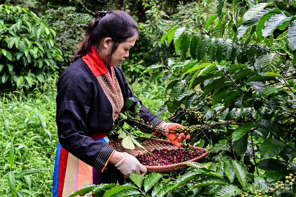 Gi&aacute; c&agrave; ph&ecirc; h&ocirc;m nay 10/11: Robusta tăng sau hơn 1 th&aacute;ng li&ecirc;n tục giảm.