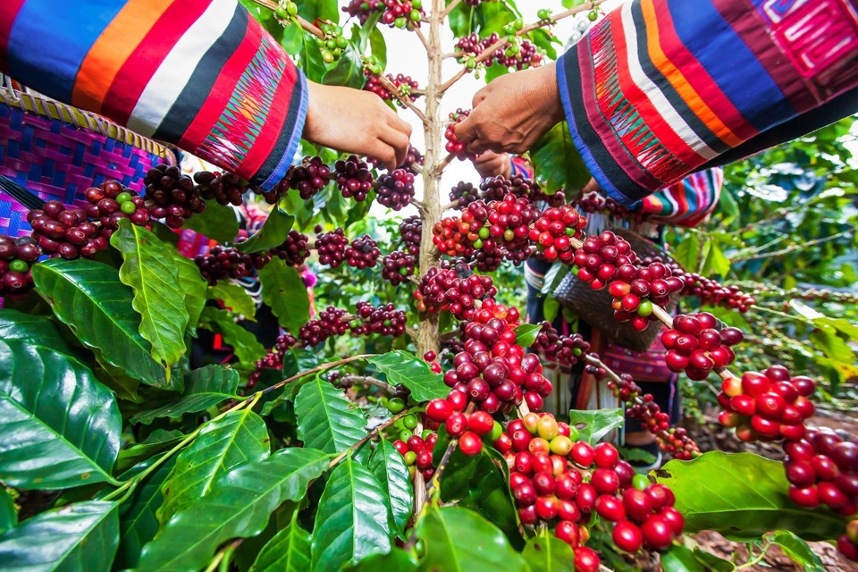 Gi&aacute; c&agrave; ph&ecirc; h&ocirc;m nay 22/11: Arabica tiếp tục tăng, nguy&ecirc;n nh&acirc;n v&igrave; sao? &nbsp;