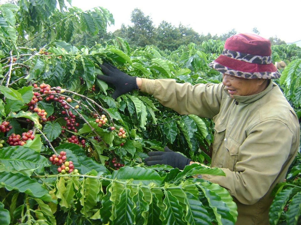 Gi&aacute; c&agrave; ph&ecirc; h&ocirc;m nay 23/11: 2 s&agrave;n tăng mạnh, Robusta l&ecirc;n gần 5.000 USD/tấn &nbsp;