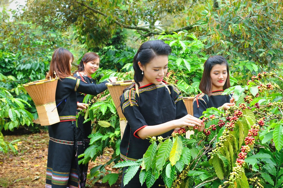 Gi&aacute; c&agrave; ph&ecirc; h&ocirc;m nay 3/11: Robusta c&oacute; tuần giảm mạnh thứ 5 li&ecirc;n tiếp.