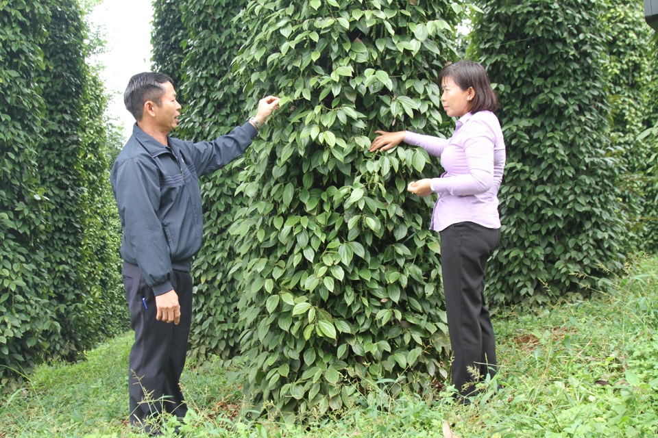 HTX Dịch vụ N&ocirc;ng nghiệp Đo&agrave;n Kết sản xuất hồ ti&ecirc;u theo thướng hữu cơ, an to&agrave;n, bền vững.