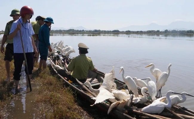 kiem-lam-giai-cuu-hang-tram-ca-the-chim-hoang-da-mac-bay-o-thua-thien-hue-anh-1-17307141394602115569936.jpg