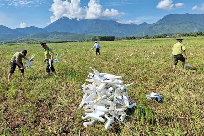 kiem-lam-giai-cuu-hang-tram-ca-the-chim-hoang-da-mac-bay-o-thua-thien-hue-anh-2-1730714139508535366786(1).jpg