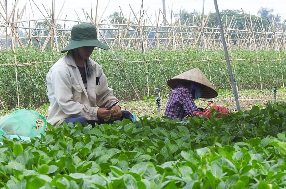 Thu hoạch rau tại th&ocirc;n Đ&ocirc;ng Cao, x&atilde; Tr&aacute;ng Việt (huyện M&ecirc; Linh).