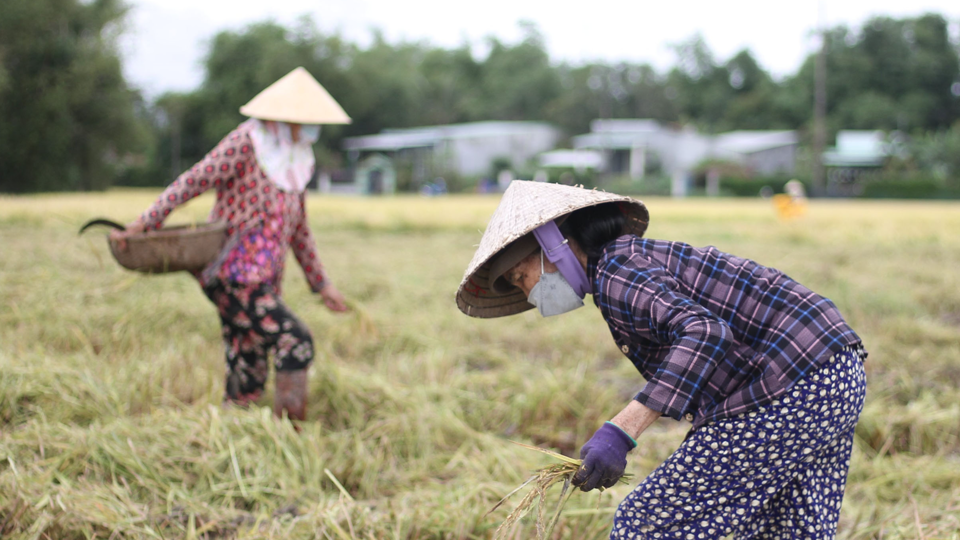 Gi&aacute; l&uacute;a gạo h&ocirc;m nay 13/12: l&uacute;a tươi neo cao, gạo c&aacute;c loại giảm nhẹ. Ảnh minh họa.