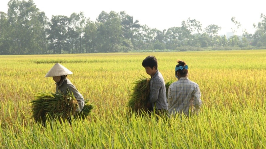 Gi&aacute; l&uacute;a gạo h&ocirc;m nay 19/12: gi&aacute; quay đầu giảm mạnh. Ảnh minh họa.