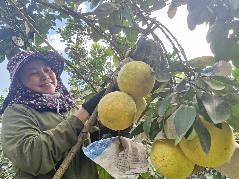 Sản phẩm bưởi Ph&uacute;c Trạch mang lại hiệu quả kinh tế cao cho người d&acirc;n v&ugrave;ng n&uacute;i tỉnh H&agrave; Tĩnh