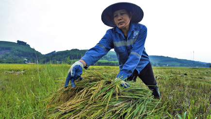 Gi&aacute; l&uacute;a gạo h&ocirc;m nay 24/12: gi&aacute; gạo tăng nhẹ. Ảnh minh họa.