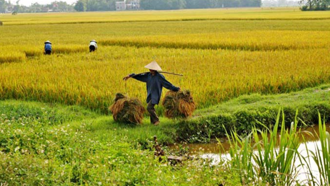 Gi&aacute; l&uacute;a gạo h&ocirc;m nay 24/12: gi&aacute; gạo giảm nhẹ. Ảnh minh họa.