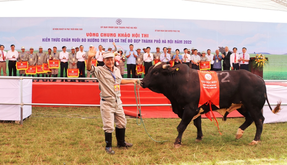 Hội thi Kiến thức chăn nu&ocirc;i b&ograve; hướng thịt v&agrave; c&aacute; thể b&ograve; đẹp TP H&agrave; Nội năm 2022. Ảnh: &Aacute;nh Ngọc