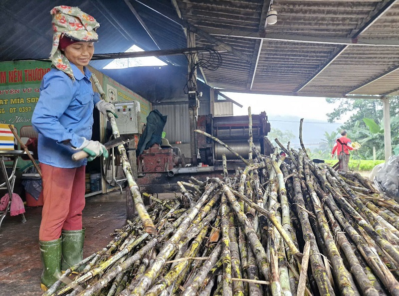 C&acirc;y m&iacute;a sau khi thu hoạch được cạo sạch vỏ để cho sản phẩm mật thơm ngon, chất lượng