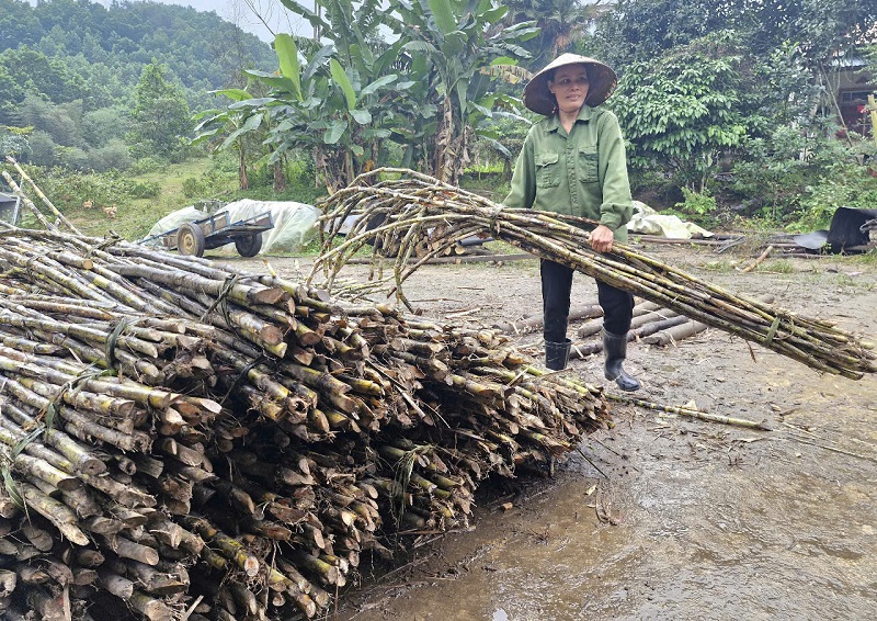 Nhiều năm trở lại đ&acirc;y c&acirc;y m&iacute;a&nbsp; ở x&atilde; Thọ Điền đ&atilde; trở th&agrave;nh c&acirc;y trồng chủ lực trong ph&aacute;t triển kinh tế, x&acirc;y dựng n&ocirc;ng th&ocirc;n mới