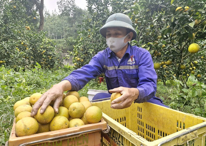 Anh Thanh cho biết, năm nay ước t&iacute;nh sản lượng quả đạt khoảng 40 tấn (1kg quả cam gi&ograve;n b&aacute;n tại vườn từ 60-70.000 đồng) sẽ mang về cho gia đ&igrave;nh anh khoảng 1,6 tỷ đồng