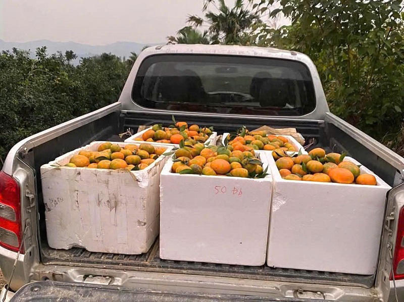 M&ugrave;a thu hoạch cam ch&iacute;nh vụ ở tỉnh H&agrave; Tĩnh thu h&uacute;t thương l&aacute;i từ khắp mọi nơi đến tận vườn mua h&agrave;ng với số lượng lớn