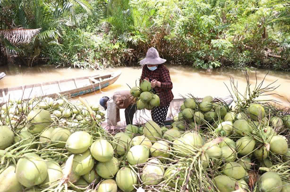 N&ocirc;ng d&acirc;n thu hoạch dừa ở Bến Tre. Ảnh: TTXVN