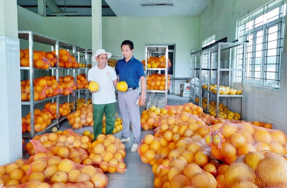 Bảo quản bưởi v&agrave;o vụ thu hoạch cuối năm tại x&atilde; Nam Phương Tiến, huyện Chương Mỹ, H&agrave; Nội. Ảnh: Ngọc &Aacute;nh