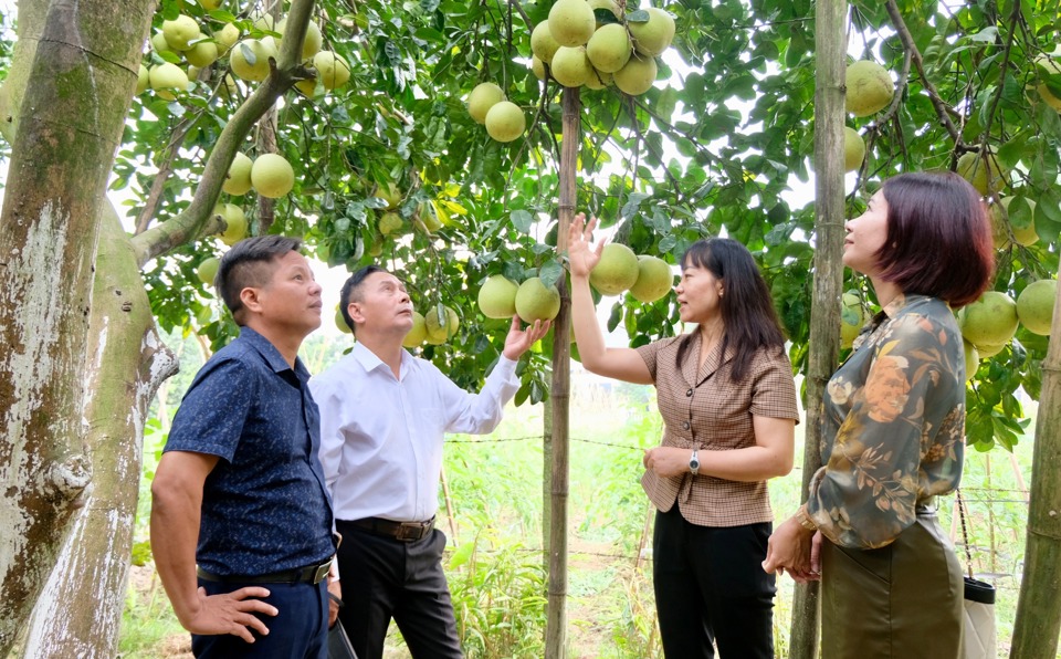 Bưởi l&agrave; tr&aacute;i c&acirc;y chủ lực của huyện Ph&uacute;c Thọ hiện đang cần kết nối ti&ecirc;u thụ.