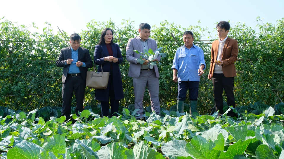 M&ocirc; h&igrave;nh trồng rau an to&agrave;n, VietGAP tại x&atilde; Thanh Xu&acirc;n (huyện S&oacute;c Sơn).