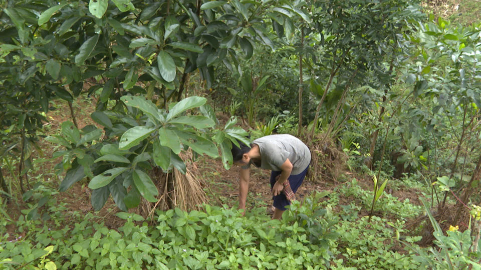 Phong tr&agrave;o trồng quế ph&aacute;t triển mạnh ở x&atilde; Long M&ocirc;n (huyện Minh Long).