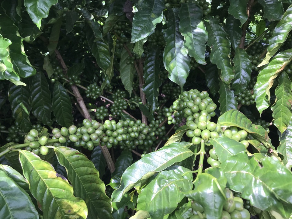 Gi&aacute; c&agrave; ph&ecirc; h&ocirc;m nay 22/12: 2 bộ mặt tr&aacute;i ngược của Robusta v&agrave; Arabica &nbsp;