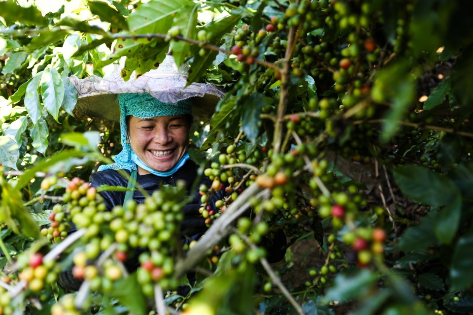 Giá cà phê hôm nay 29/12: Robusta giảm liền 2 tuần cuối năm 2024 - Ảnh 1