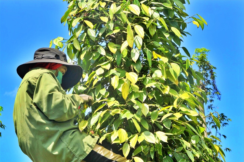 Gi&aacute; ti&ecirc;u h&ocirc;m nay 27/12: đồng loạt tăng, cao nhất tại B&igrave;nh Phước l&agrave; 2.000 đồng/kg &nbsp;