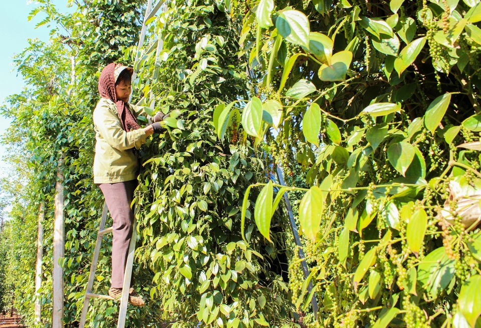 Gi&aacute; ti&ecirc;u h&ocirc;m nay 28/12: tăng 2 ng&agrave;y li&ecirc;n tiếp, th&ecirc;m trung b&igrave;nh 2.000-2.500 đồng/kg