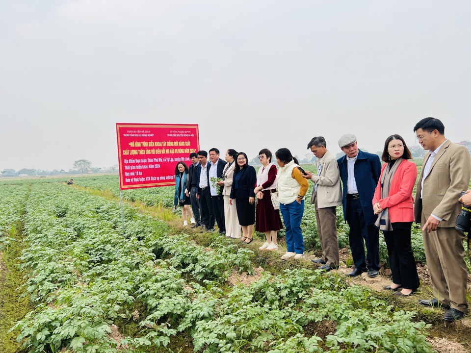 C&aacute;c đại biểu tham quan thực tế&nbsp;m&ocirc; h&igrave;nh tr&igrave;nh diễn khoai t&acirc;y giống mới năng suất, chất lượng, th&iacute;ch ứng với biến đổi kh&iacute; hậu tại x&atilde; Tự Lập (huyện M&ecirc; Linh). Ảnh: &Aacute;nh Ngọc&nbsp;