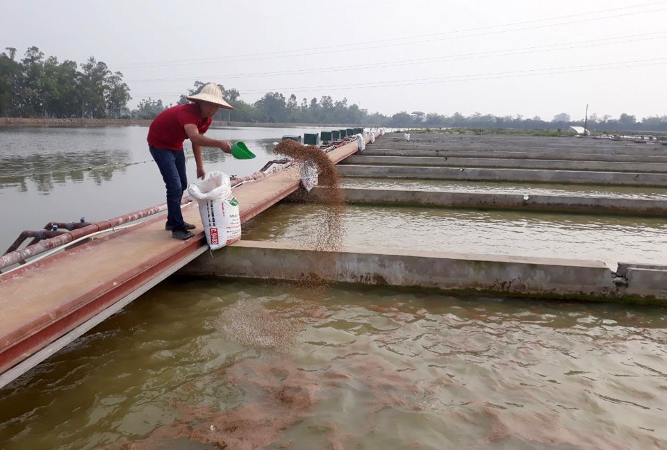 Nu&ocirc;i trồng thủy sản tại Hợp t&aacute;c x&atilde; Thuỷ sản c&ocirc;ng nghệ cao Đại &Aacute;ng, huyện Thanh Tr&igrave;.&nbsp;