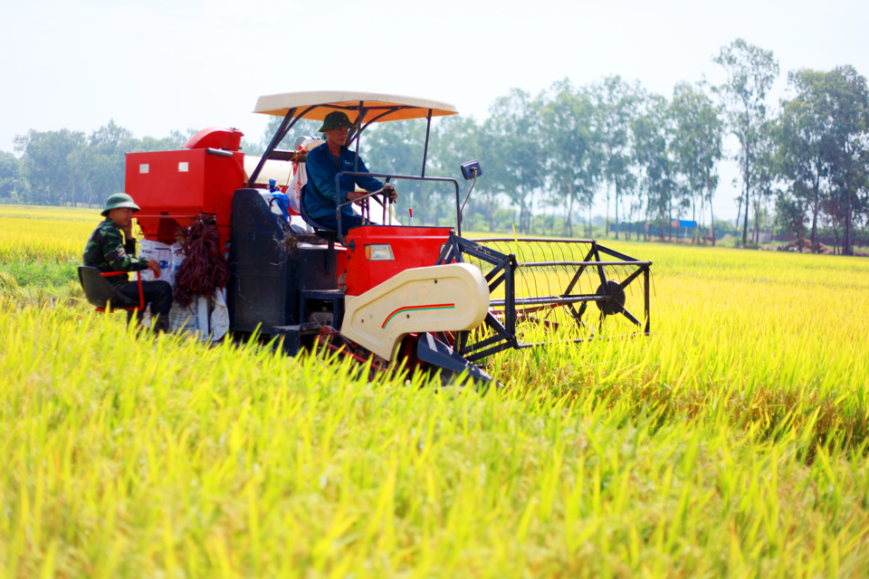 Cơ giới h&oacute;a trong thu hoạch l&uacute;a tại huyện Thạch Thất. Ảnh: Phạm H&ugrave;ng