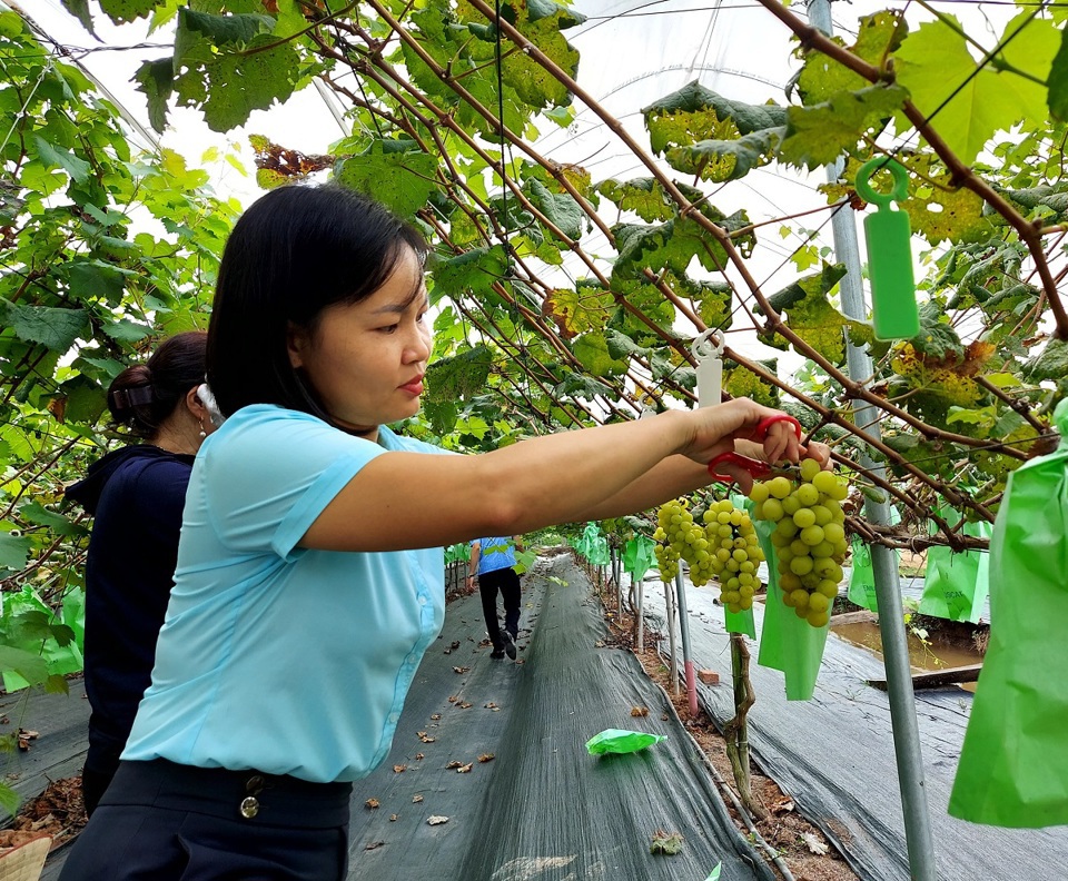 Vườn nho hạ đen của hộ anh Nguyễn Hữu H&ugrave;ng, ở x&atilde; An Thượng (huyện Ho&agrave;i Đức). Ảnh: Trần Thụ