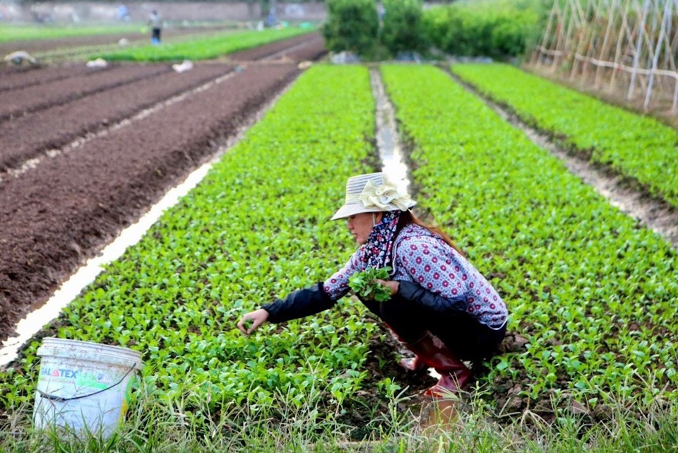 Chăm s&oacute;c rau m&agrave;u tr&ecirc;n c&aacute;nh đồng th&ocirc;n Đ&ocirc;ng Cao (x&atilde; Tr&aacute;ng Việt, huyện M&ecirc; Linh). Ảnh: Trọng T&ugrave;ng