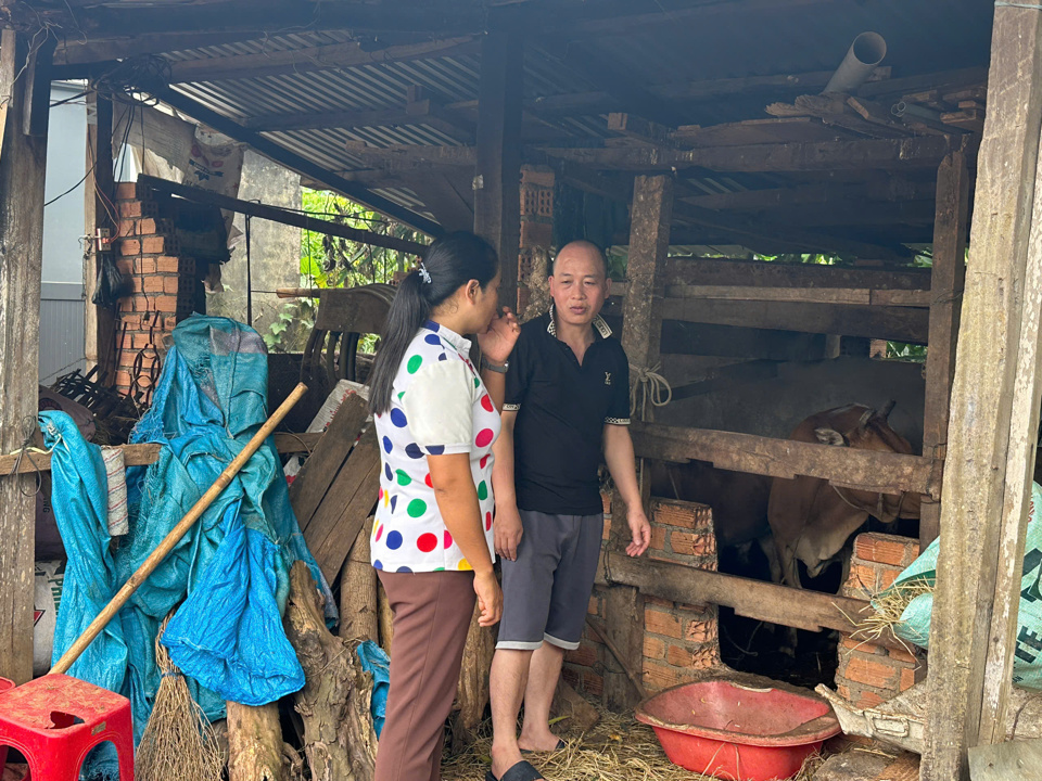 Hộ &ocirc;ng Đinh Văn Hiếu (th&ocirc;n Cao Bằng, x&atilde; Đắk Phơi) đ&atilde; được hỗ trợ b&ograve; giống sinh sản từ chương tr&igrave;nh MTQG giảm ngh&egrave;o bền vững của huyện Lắk.