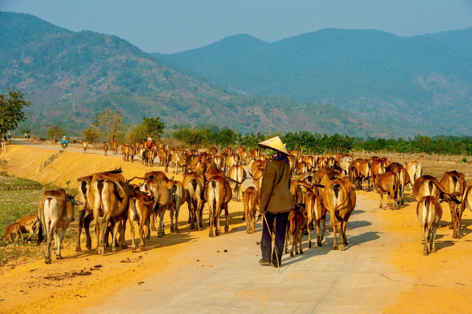 Trong khung cảnh n&ecirc;n thơ của bu&ocirc;n l&agrave;ng tại huyện Lắk, những đ&agrave;n b&ograve; chậm r&atilde;i bước tr&ecirc;n con đường l&agrave;ng qu&ecirc;, như vẽ n&ecirc;n một bức tranh b&igrave;nh dị.&nbsp; Nhờ c&oacute; chương tr&igrave;nh, nhiều hộ d&acirc;n đ&atilde; được hỗ trợ về vốn, kỹ thuật sản xuất, gi&uacute;p họ n&acirc;ng cao thu nhập, ổn định cuộc sống. Những ng&ocirc;i nh&agrave; khang trang hơn, những vườn c&acirc;y xanh tốt hơn dần thay thế cho những căn nh&agrave; tạm bợ v&agrave; những mảnh vườn cằn cỗi trước đ&acirc;y. B&ecirc;n cạnh đ&oacute;, hệ thống giao th&ocirc;ng, trường học, trạm y tế cũng được đầu tư x&acirc;y dựng, tạo điều kiện thuận lợi cho người d&acirc;n tiếp cận c&aacute;c dịch vụ x&atilde; hội. Qua đ&oacute;, g&oacute;p phần n&acirc;ng cao chất lượng cuộc sống v&agrave; x&acirc;y dựng một huyện Lắk ng&agrave;y c&agrave;ng gi&agrave;u đẹp.