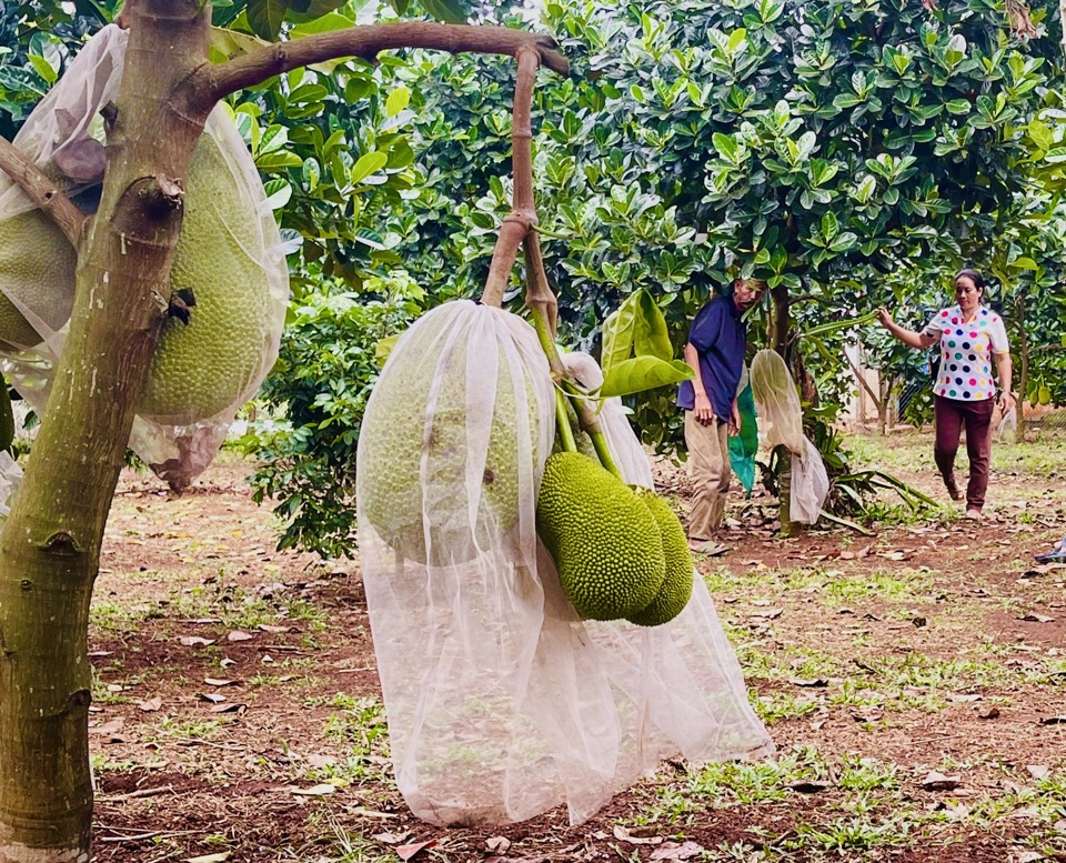 Việc hỗ trợ giống c&acirc;y trồng chất lượng cao v&agrave; chuyển giao khoa học kỹ thuật ti&ecirc;n tiến v&agrave;o sản xuất đ&atilde; mang lại những hiệu quả đ&aacute;ng kể. Đ&atilde; gi&uacute;p n&ocirc;ng d&acirc;n n&acirc;ng cao năng suất, chất lượng sản phẩm, tăng thu nhập. B&ecirc;n cạnh đ&oacute;, c&aacute;c hoạt động đ&agrave;o tạo, tập huấn về kỹ thuật canh t&aacute;c, bảo vệ thực vật, ứng dụng c&ocirc;ng nghệ mới đ&atilde; trang bị cho người d&acirc;n kiến thức v&agrave; kỹ năng cần thiết để th&iacute;ch ứng với biến đổi kh&iacute; hậu v&agrave; hội nhập thị trường. Nhờ đ&oacute;, nhiều hộ gia đ&igrave;nh đ&atilde; tho&aacute;t ngh&egrave;o bền vững, g&oacute;p phần ph&aacute;t triển kinh tế - x&atilde; hội của địa phương.&nbsp;&nbsp;