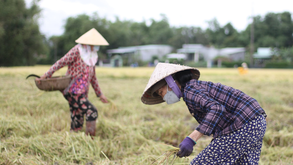 Gi&aacute; l&uacute;a gạo h&ocirc;m nay 3/1: gi&aacute; gạo tăng nhẹ. Ảnh minh họa.