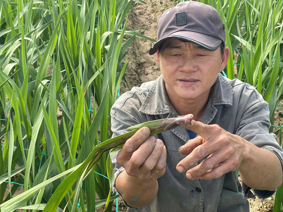 Ruộng hoa của &ocirc;ng L&ecirc; Văn T&egrave;o cũng trong t&igrave;nh cảnh bị hư hại, nhiều nhất l&agrave; giống đỏ mới.