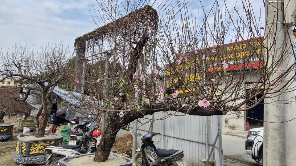 Mặc d&ugrave; gi&aacute; thu&ecirc; đ&agrave;o về chưng Tết cũng được xem l&agrave; kh&aacute; cao, nhưng nhiều người vẫn sẵn s&agrave;ng chi tiền để c&oacute; được những c&acirc;y đ&agrave;o cổ mang về chưng Tết.&nbsp;&nbsp;