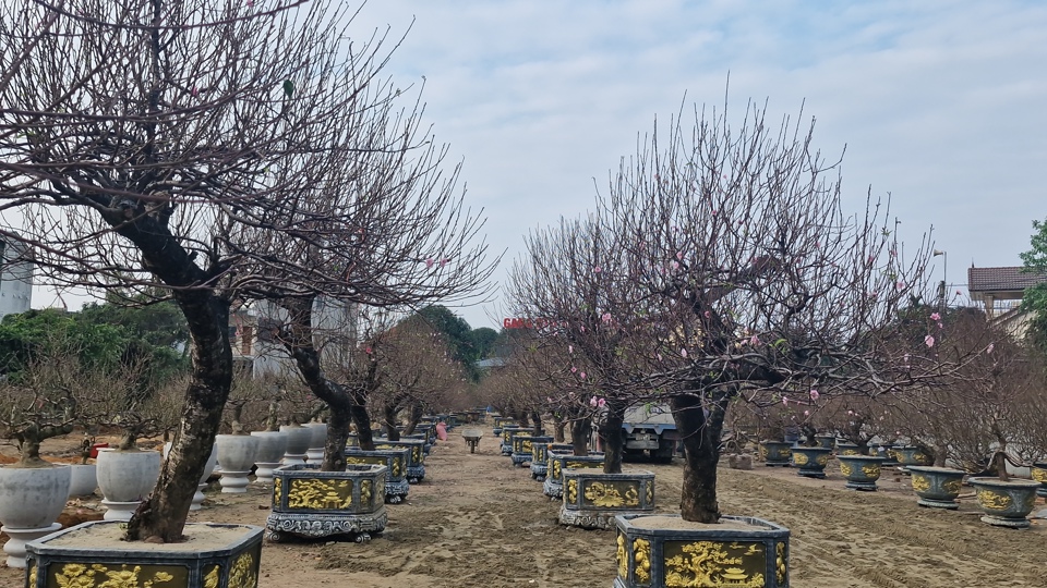 Với những gốc đ&agrave;o cổ n&agrave;y, gi&aacute; giao động từ trăm đến hai trăm triệu đồng. &nbsp;Một người b&aacute;n h&agrave;ng cho biết, người đam m&ecirc; đ&agrave;o cổ sẽ lựa chọn thu&ecirc; đ&agrave;o về chưng Tết, qua Tết Nguy&ecirc;n đ&aacute;n th&igrave; trả lại cho nh&agrave; vườn chăm s&oacute;c.&nbsp;&nbsp;