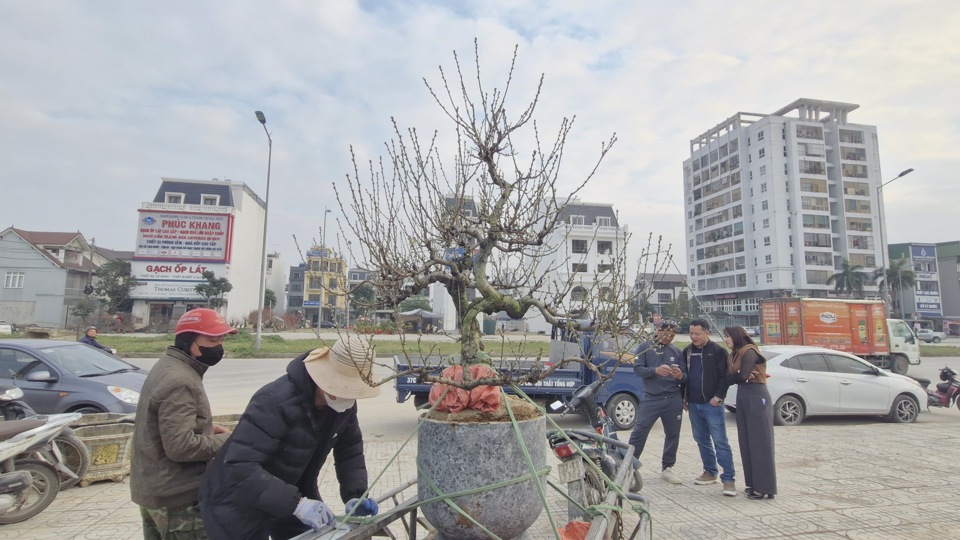 Một số kh&aacute;ch h&agrave;ng thậm ch&iacute; v&igrave; thấy qu&aacute; th&iacute;ch th&uacute; n&ecirc;n mua lu&ocirc;n cả gốc đ&agrave;o với gi&aacute; rất cao để thỏa m&atilde;n th&uacute; chơi đ&agrave;o cổ Tết.&nbsp;&nbsp;