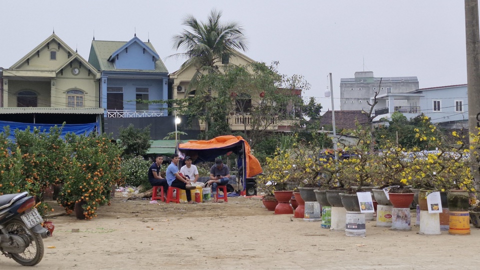 Tr&ecirc;n nhiều tuyến đường nội thị TP Vinh như đường đại lộ Vinh - Cửa L&ograve;, đường Trường Thi, đường Trần Ph&uacute;,&nbsp; đại lộ L&ecirc; Nin...điểm b&aacute;n h&agrave;ng hoa, c&acirc;y cảnh phục vụ Tết rất phong ph&uacute;.&nbsp;&nbsp;