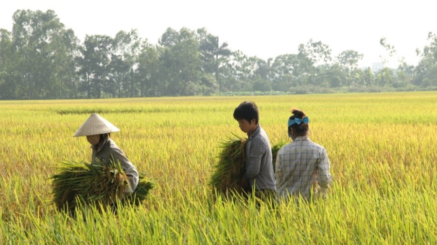 Gi&aacute; l&uacute;a gạo h&ocirc;m nay 10/1: gi&aacute; gạo tăng gi&aacute; l&uacute;a giảm. Ảnh minh họa.